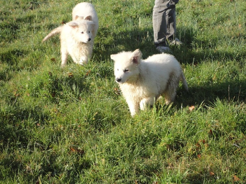 chiots esia vicking, 2 mois